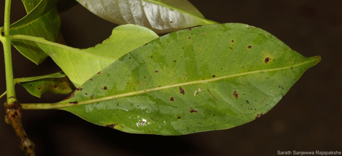 Syzygium nervosum A.Cunn. ex DC.